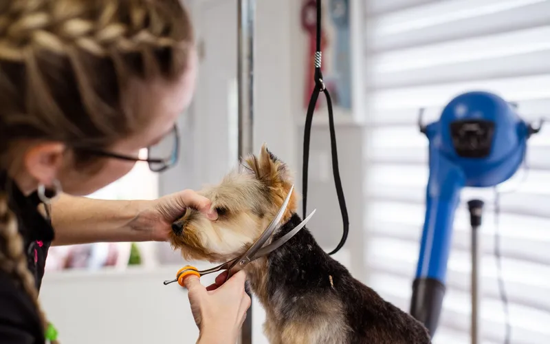 Eine Hundefriseurin schneidet mit einer gebogenen Schere das Fell am Kopf eines Yorkshire Terriers